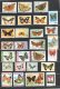 BUTTERFLIES & MOTHS of the WORLD